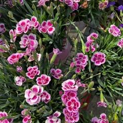 Dianthus