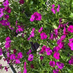 Aubrieta Alpine Pot