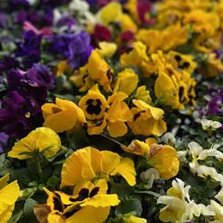 Winter Pansies 