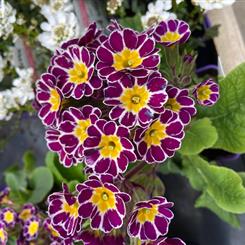 Primrose