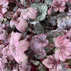 Heuchera