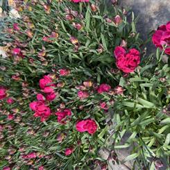 Dianthus  Cerise