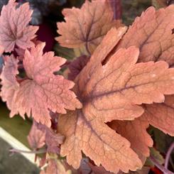 Heuchera pink