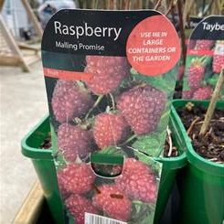 Rasberries