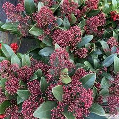 Skimmia rubella 