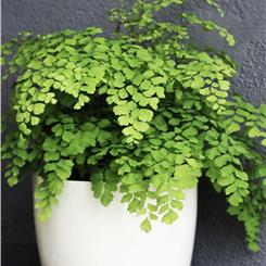 Adianthum in pot 