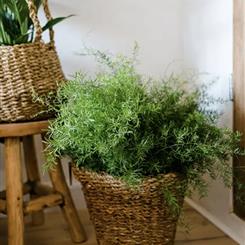 Asparagus fern in basket 