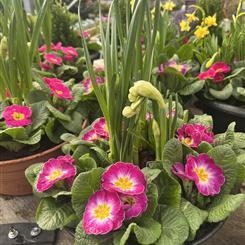 Planted outdoor daffodil pot 