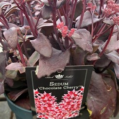 Sedum Chocolate Cherry 