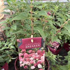 Hydrangea Hbk Ruby 